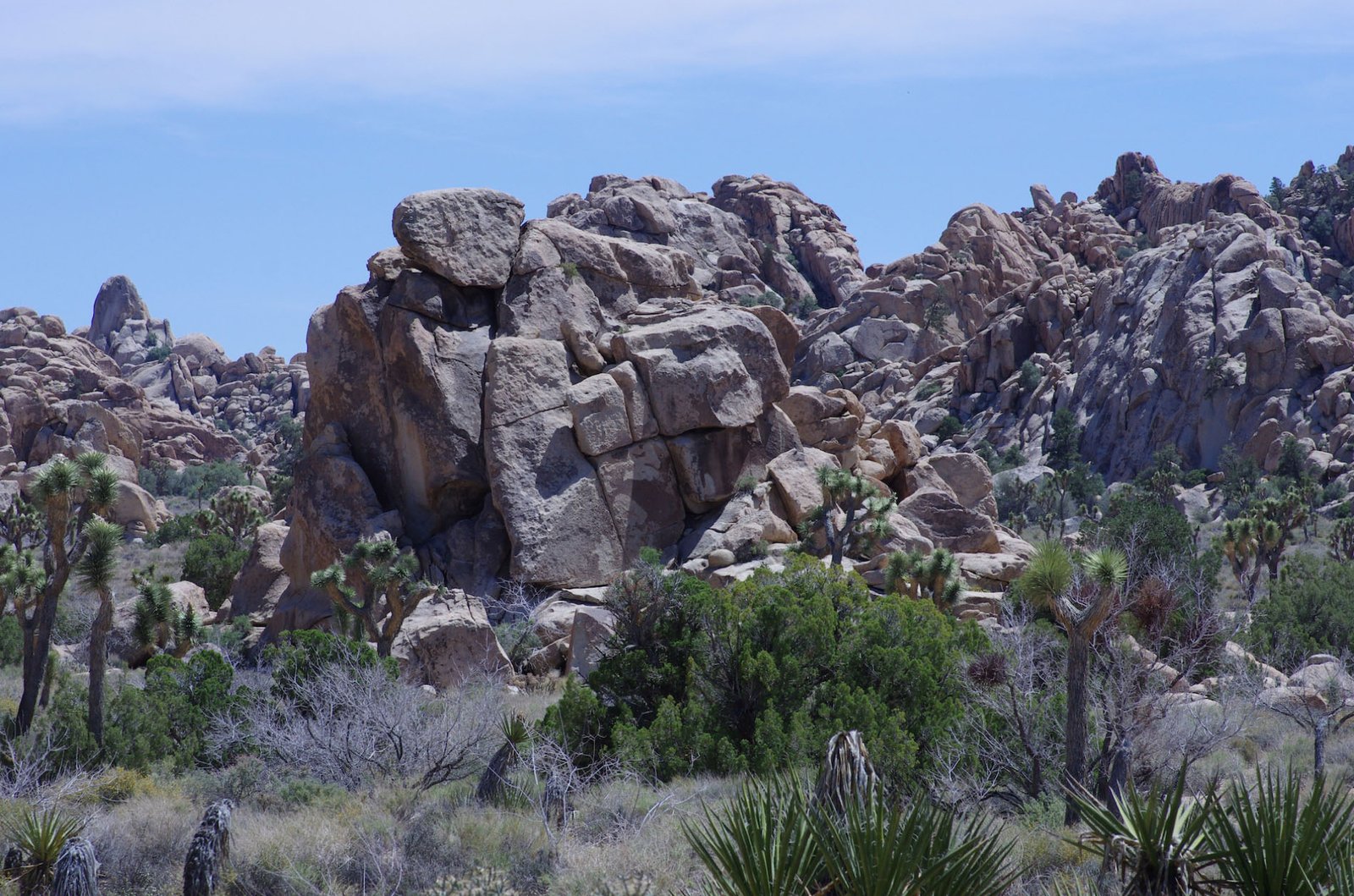 Joshua Tree 15